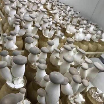 洛陽瀍河區(qū)杏鮑菇批發(fā)市場觀察 優(yōu)質(zhì)貨源與便捷代理服務